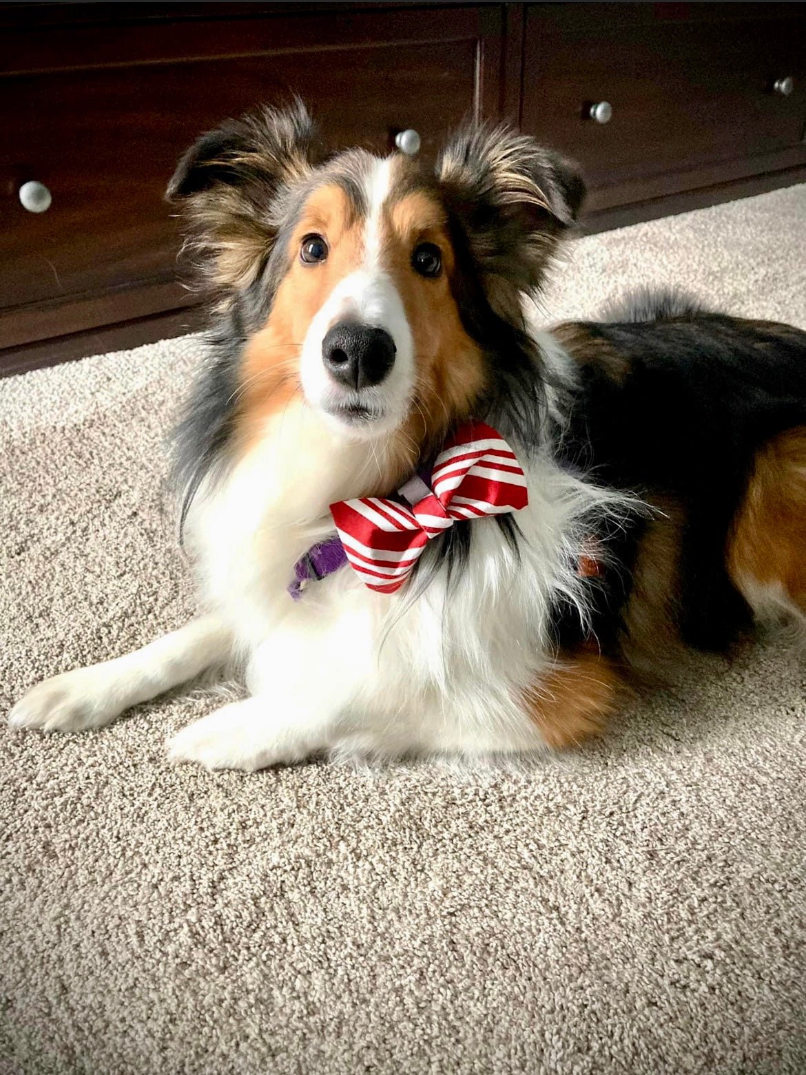 Candy Cane Dog Collar Set - Christmas Dog Collar - Craft Designs By Kenz Collar Set